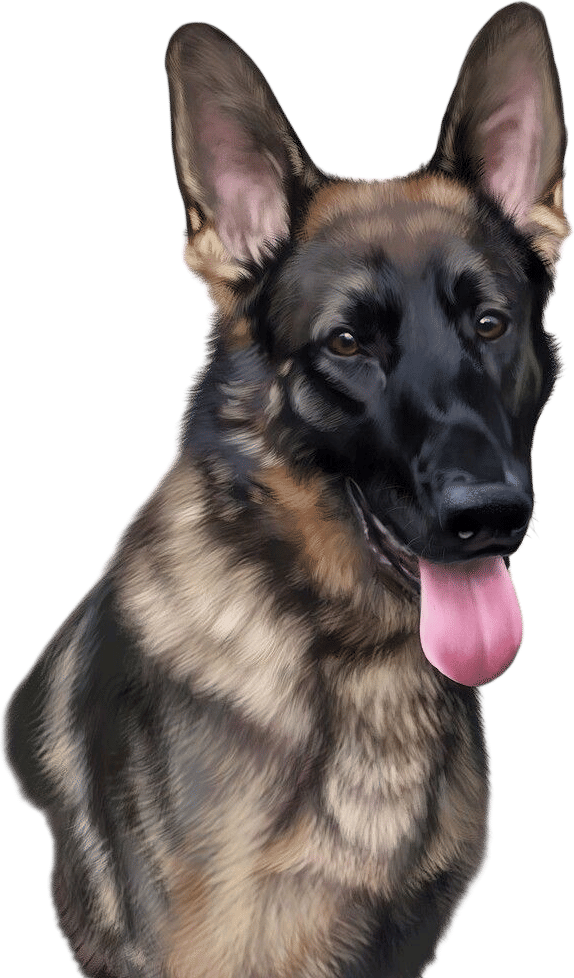 German Shepherd