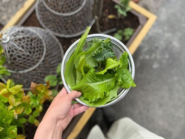 Future Tiny Forest