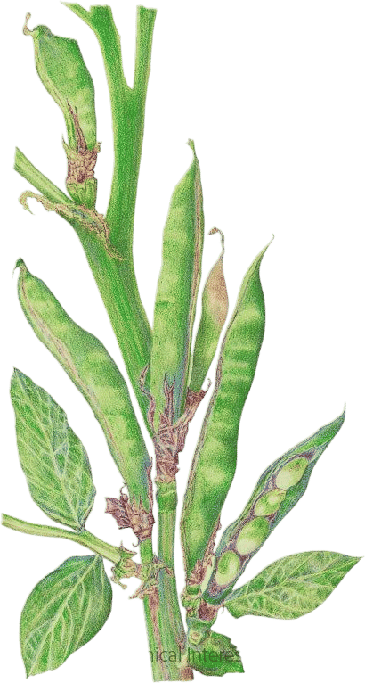 Windsor Fava Bean