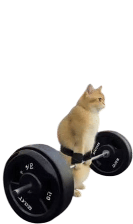 barbell