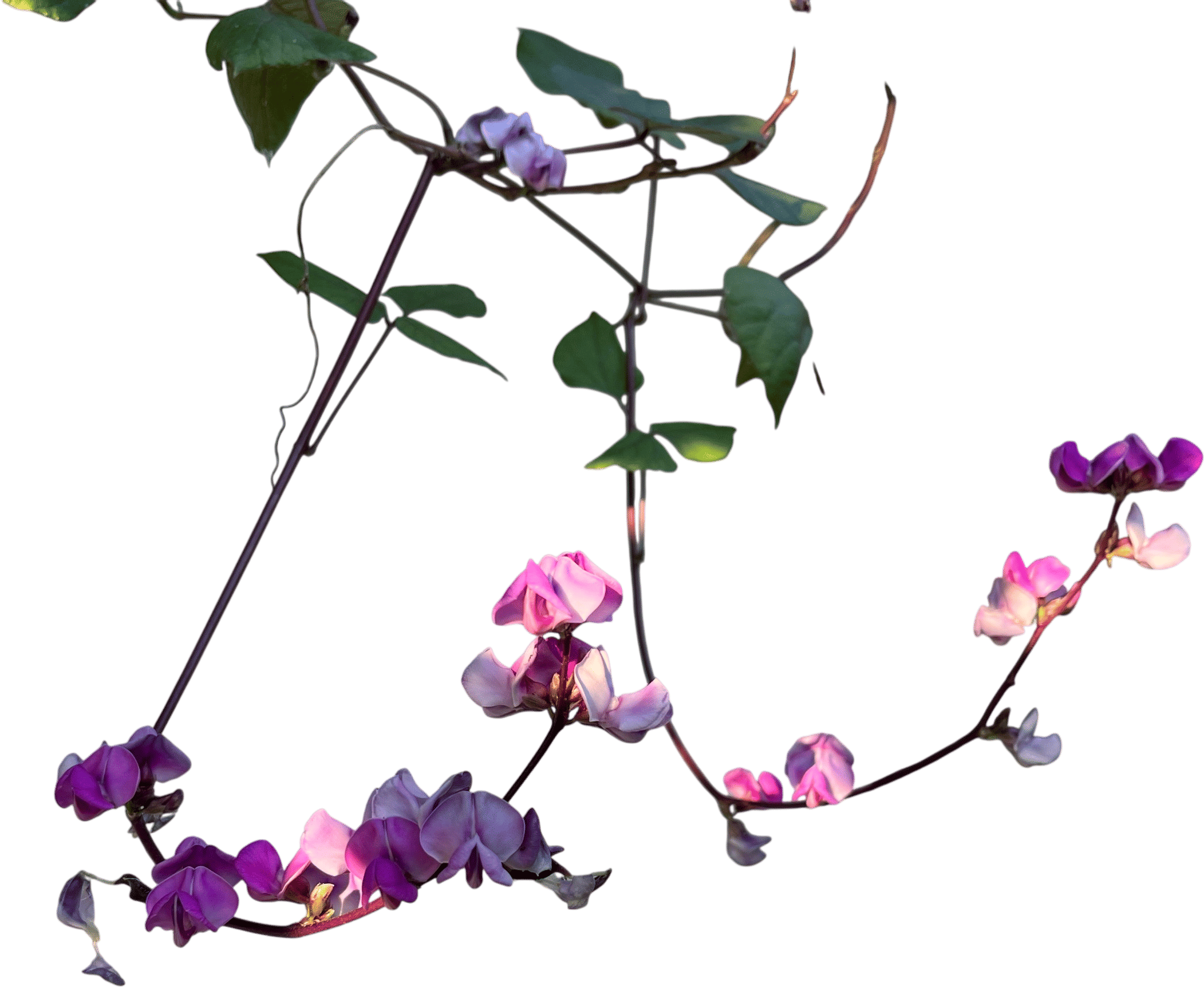 Hyacinth bean