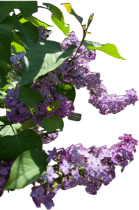 stopping to sniff a lilac every time you see one
