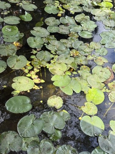Houston Arboretum