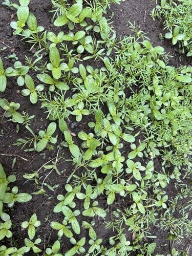 Thinning your seedlings
