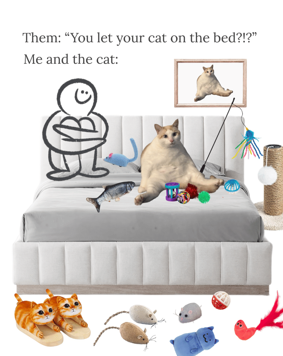 "You let the cat on the bed?!?!" meme