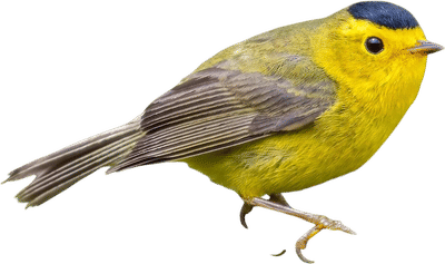Wilson's Warbler