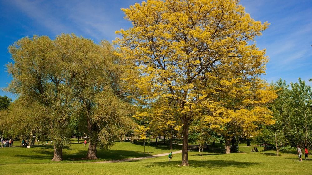 Trinity Bellwoods Park