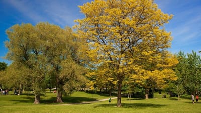 Trinity Bellwoods Park
