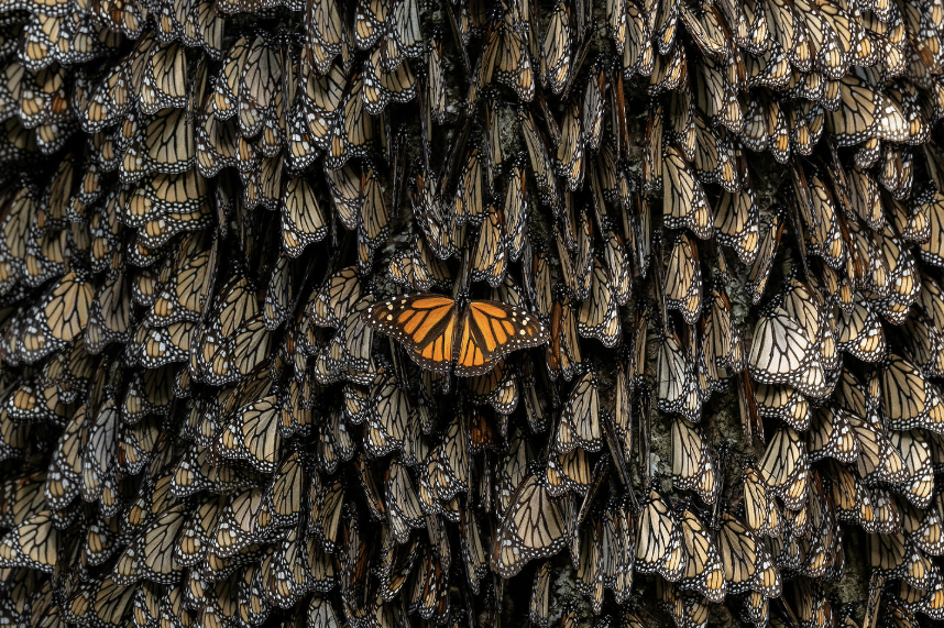 photos from the monarch butterfly migration by Jaime Rojo 