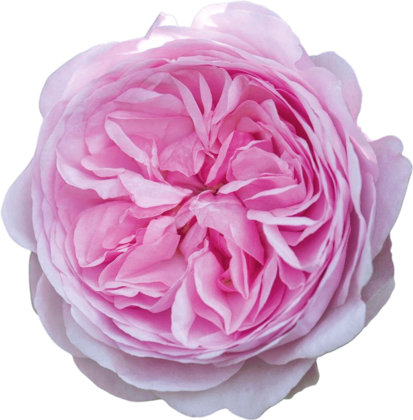 Olivia Rose Austin ®