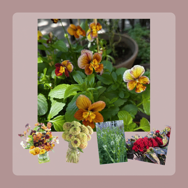 A cut flower garden