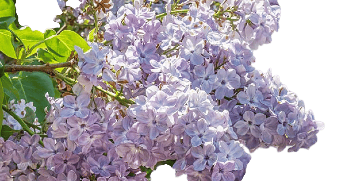 purple lilacs chicago
