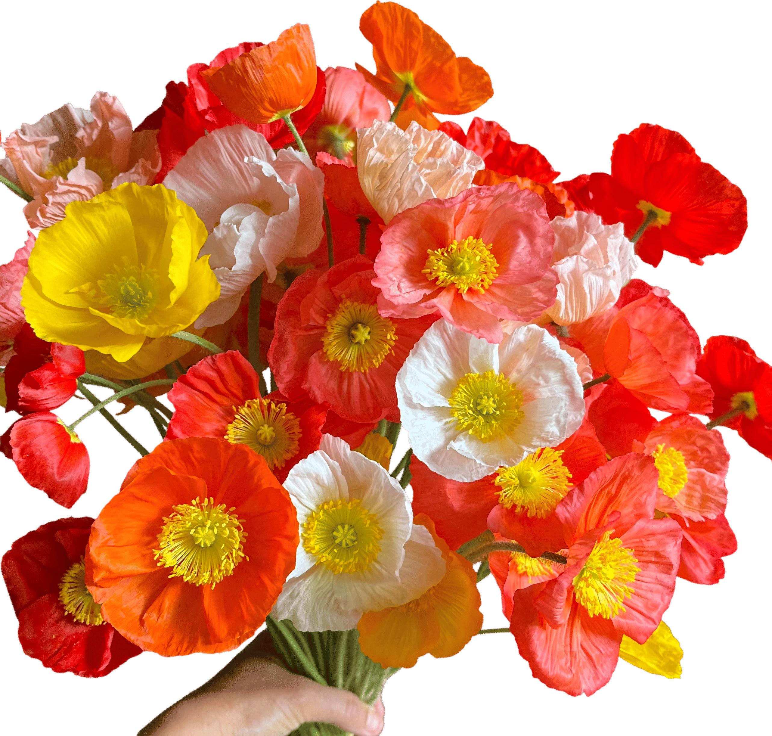 Iceland Poppies