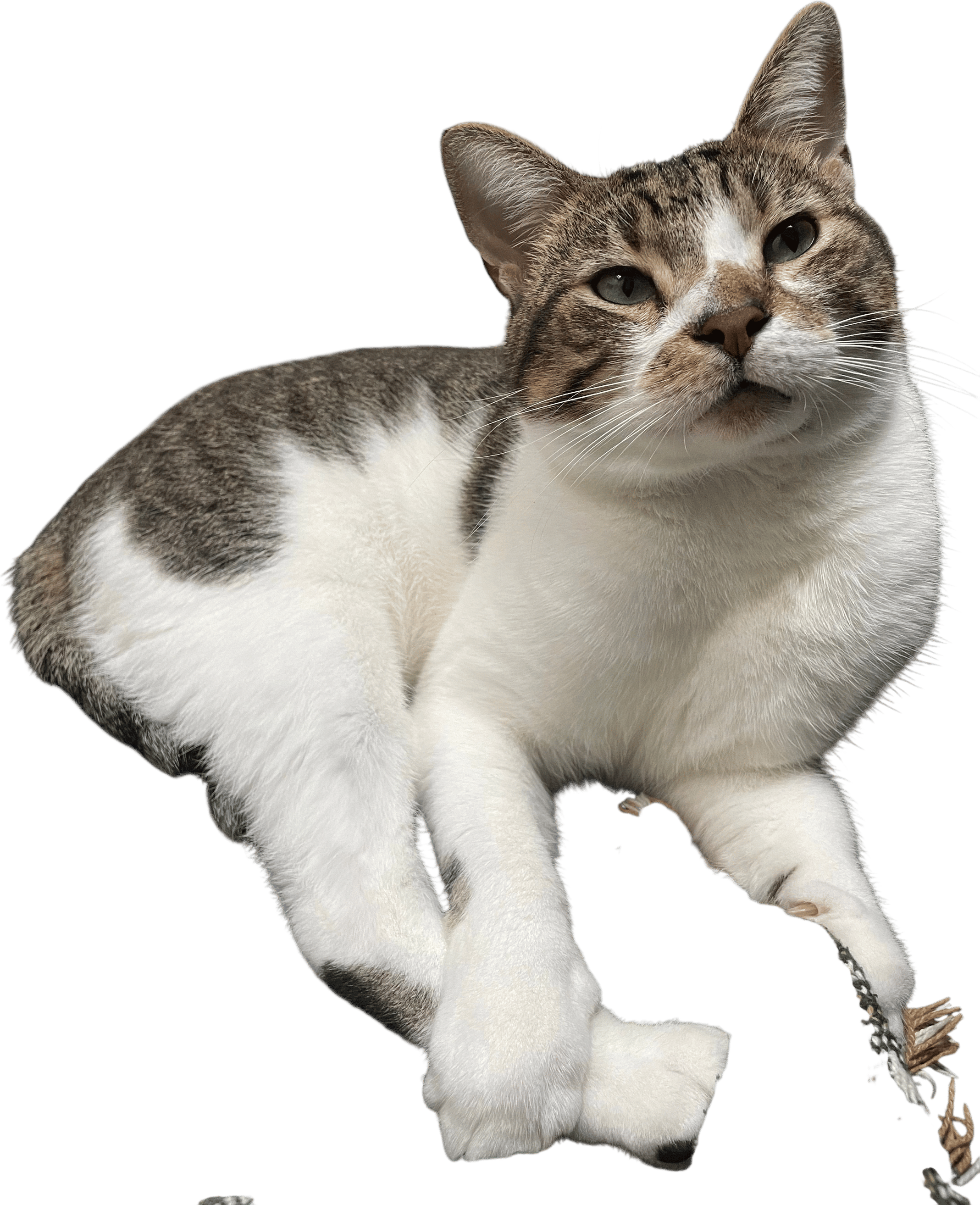 adopting a weird cat