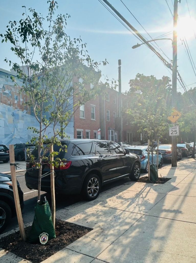 Adopting a tree in your neighborhood (or two)