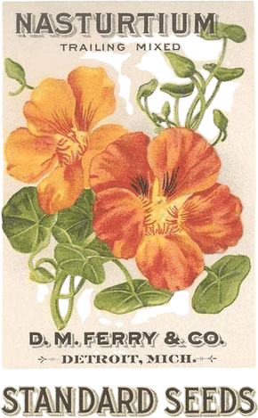 cooking with nasturtiums