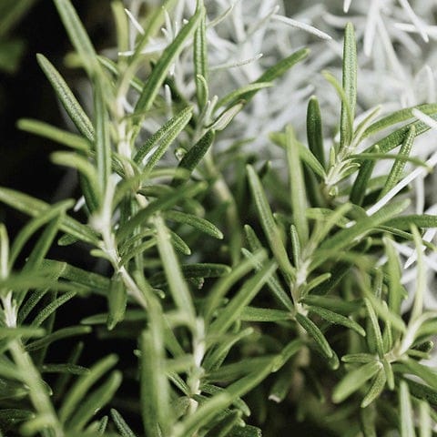 Homemade Rosemary water for thick and healthy hair