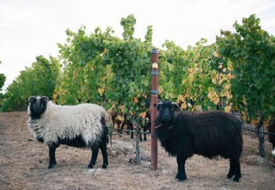 Littorai Wines