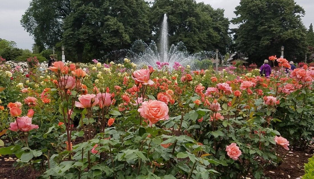 Peninsula Park Rose Garden