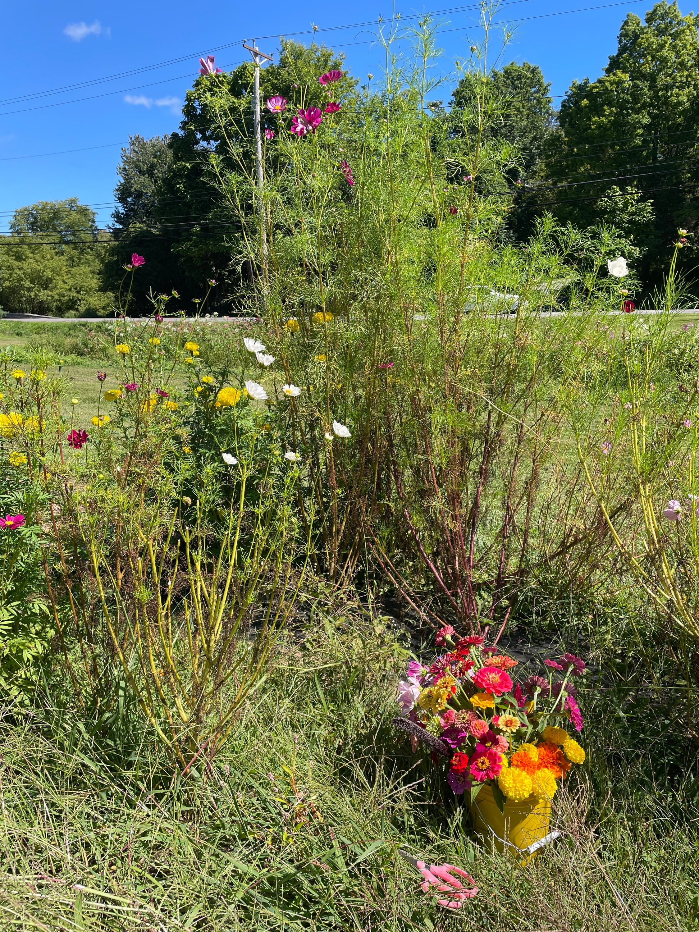 Go to a pick-your-own flower farm at the end of the season