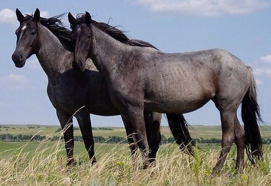 Horseback Riding Lessons