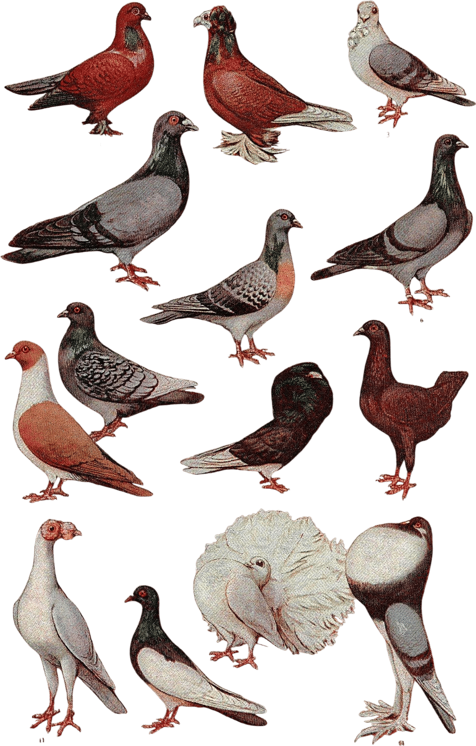 Domestic Pigeon