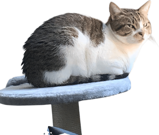 cat stuff