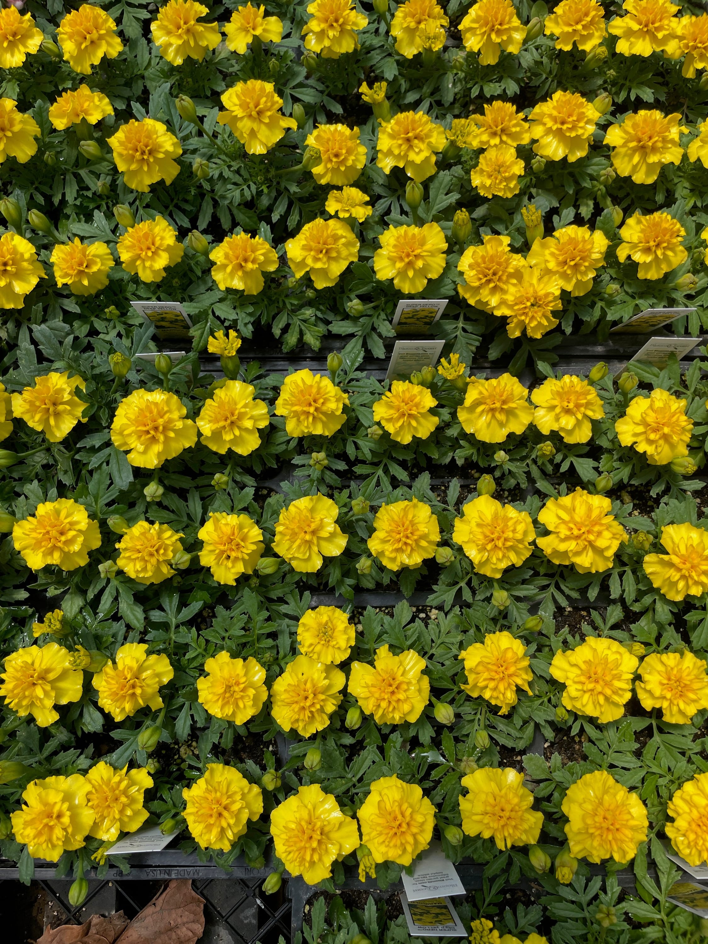 Appreciating the unsung heroes of the garden