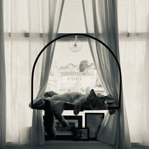 This cat hammock that suctions to the window