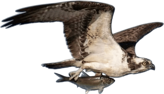 Osprey! nest! tracking!