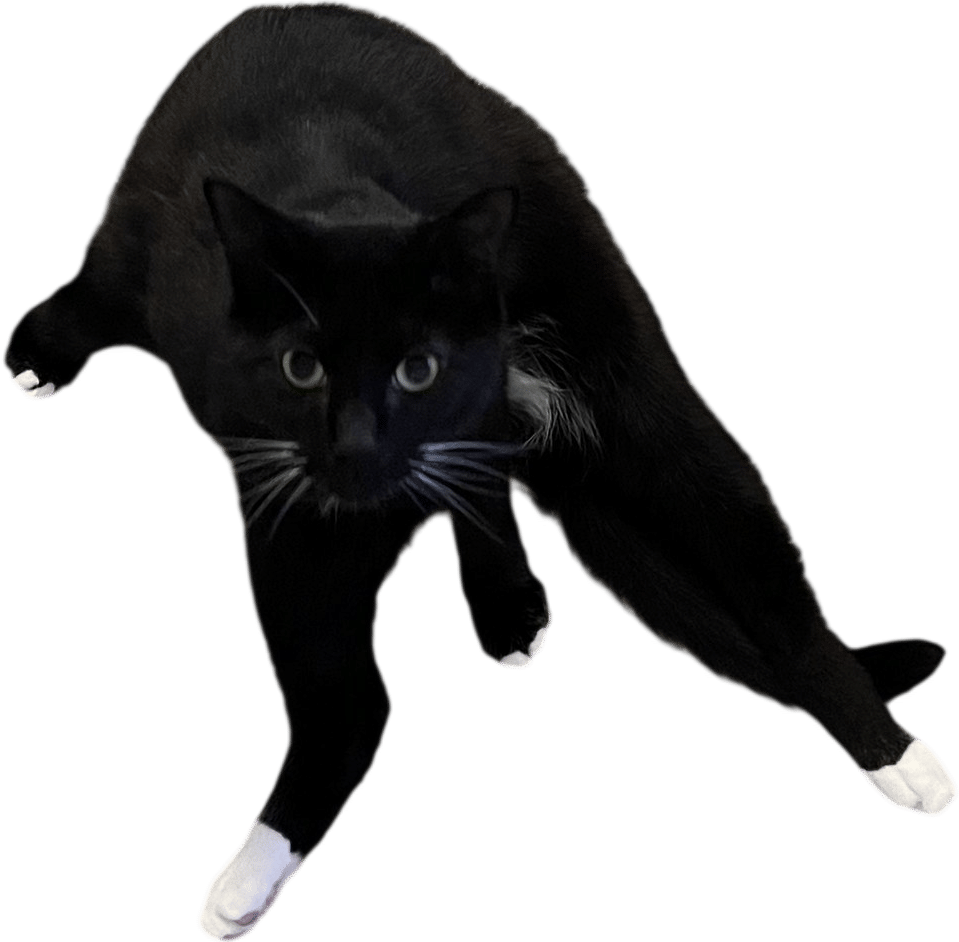 Clara’s cat Cosmo