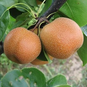 Hosui Asian Pear