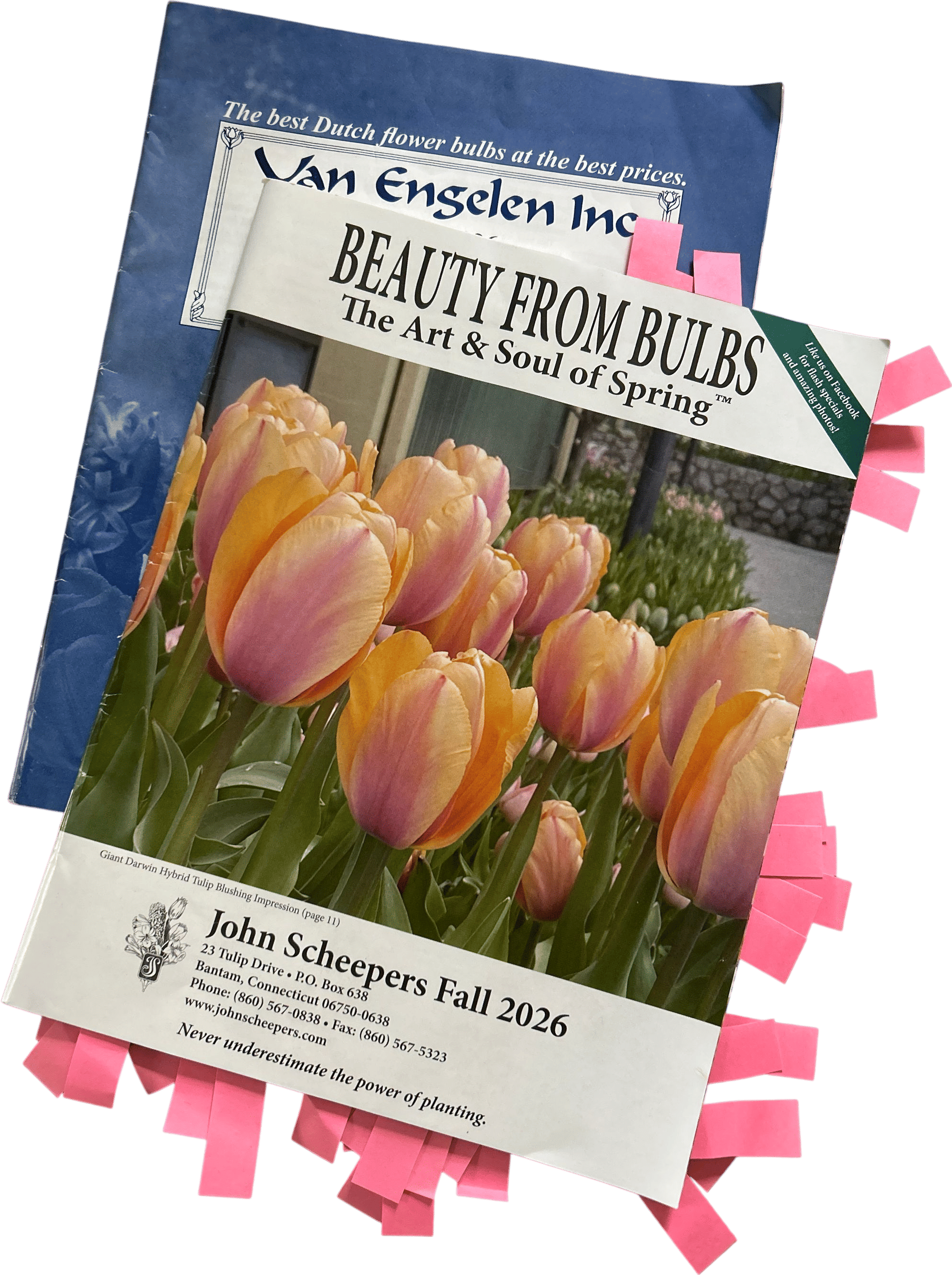 Seed and flower catalogs and imaginary gardening