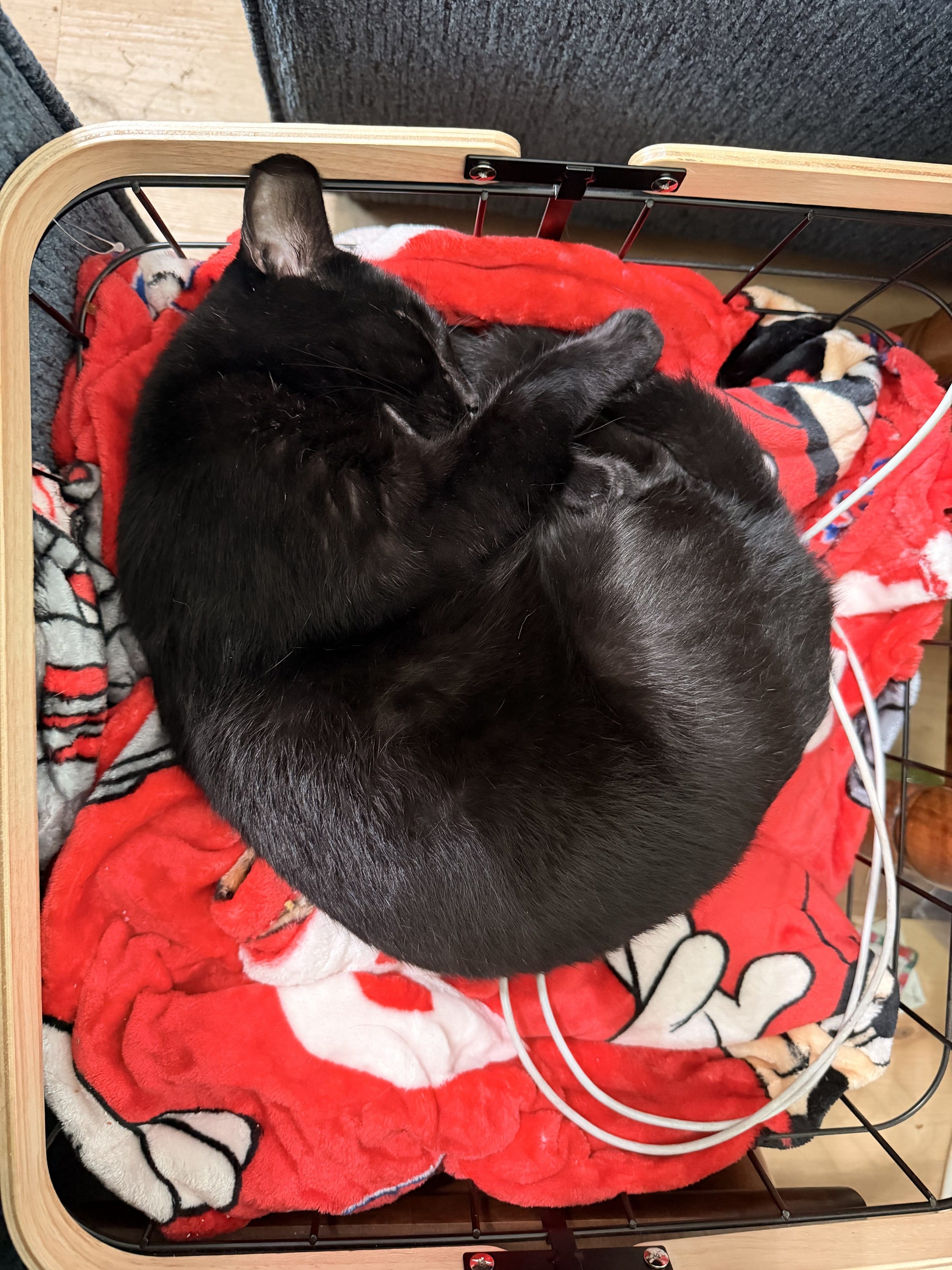 cats who just sleep anywhere