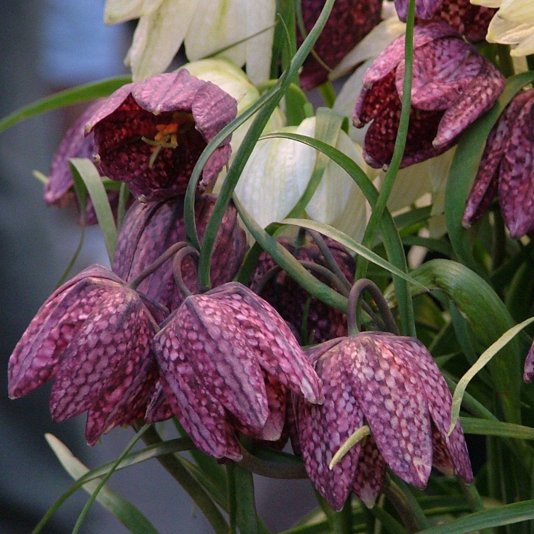 Fall-Plant These Checkered Cuties