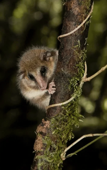 Monito del monte