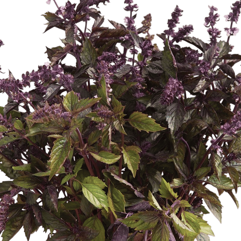 Aromatto Basil (Purple)