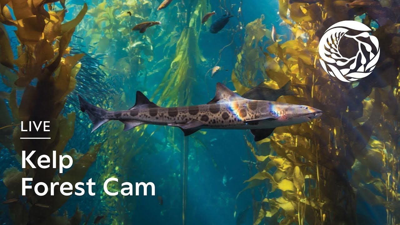 The Monterey Bay Aquarium kelp forest cam