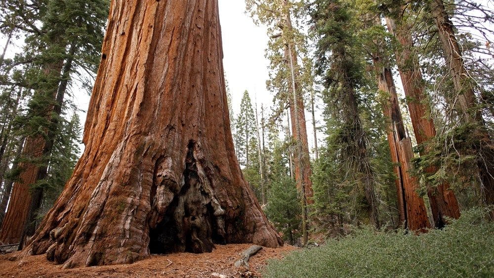 general sherman