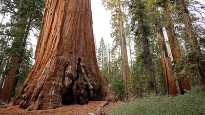 General Sherman