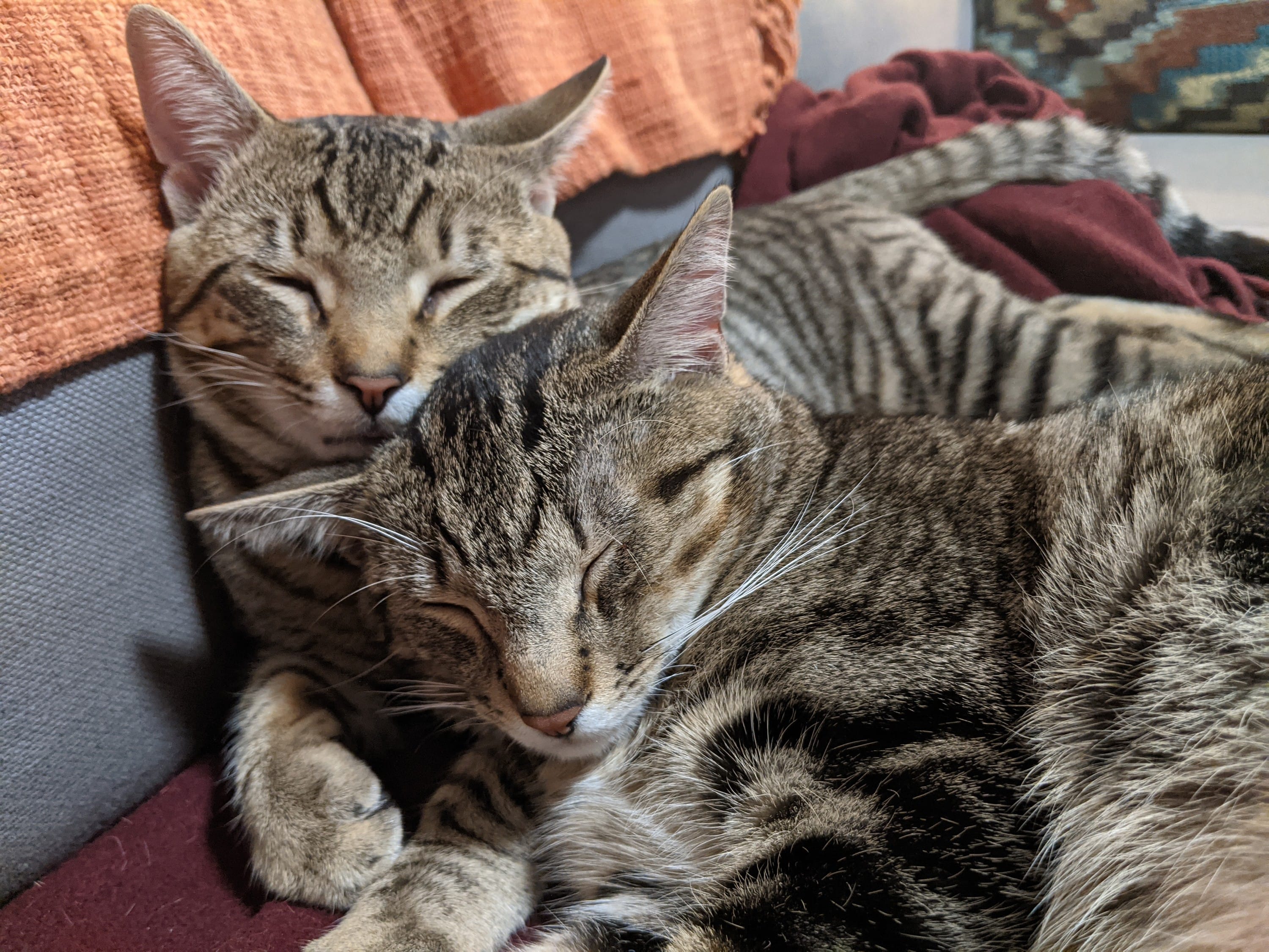 Adopting kitties in pairs