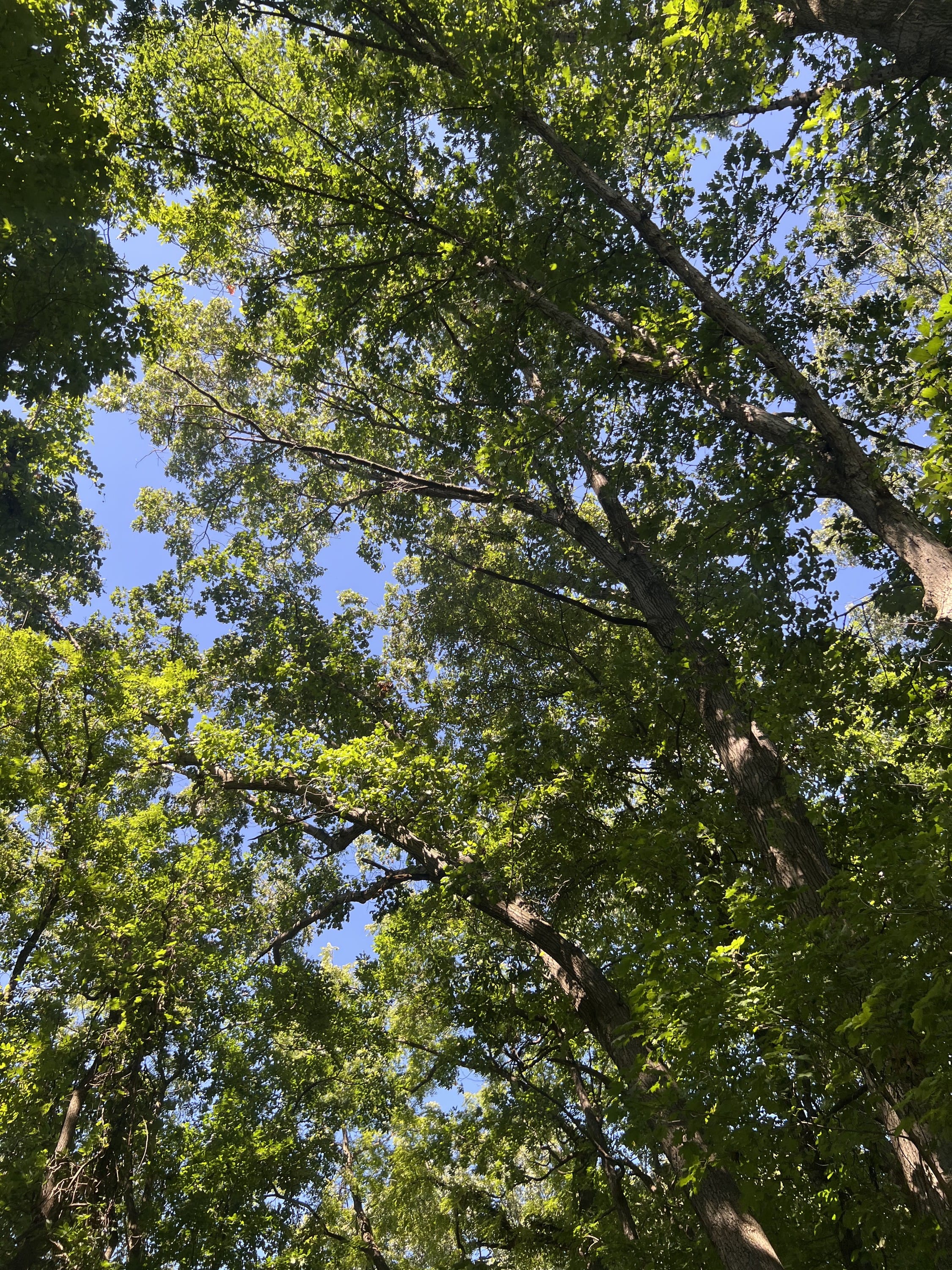 Sitting under a tree and looking up.