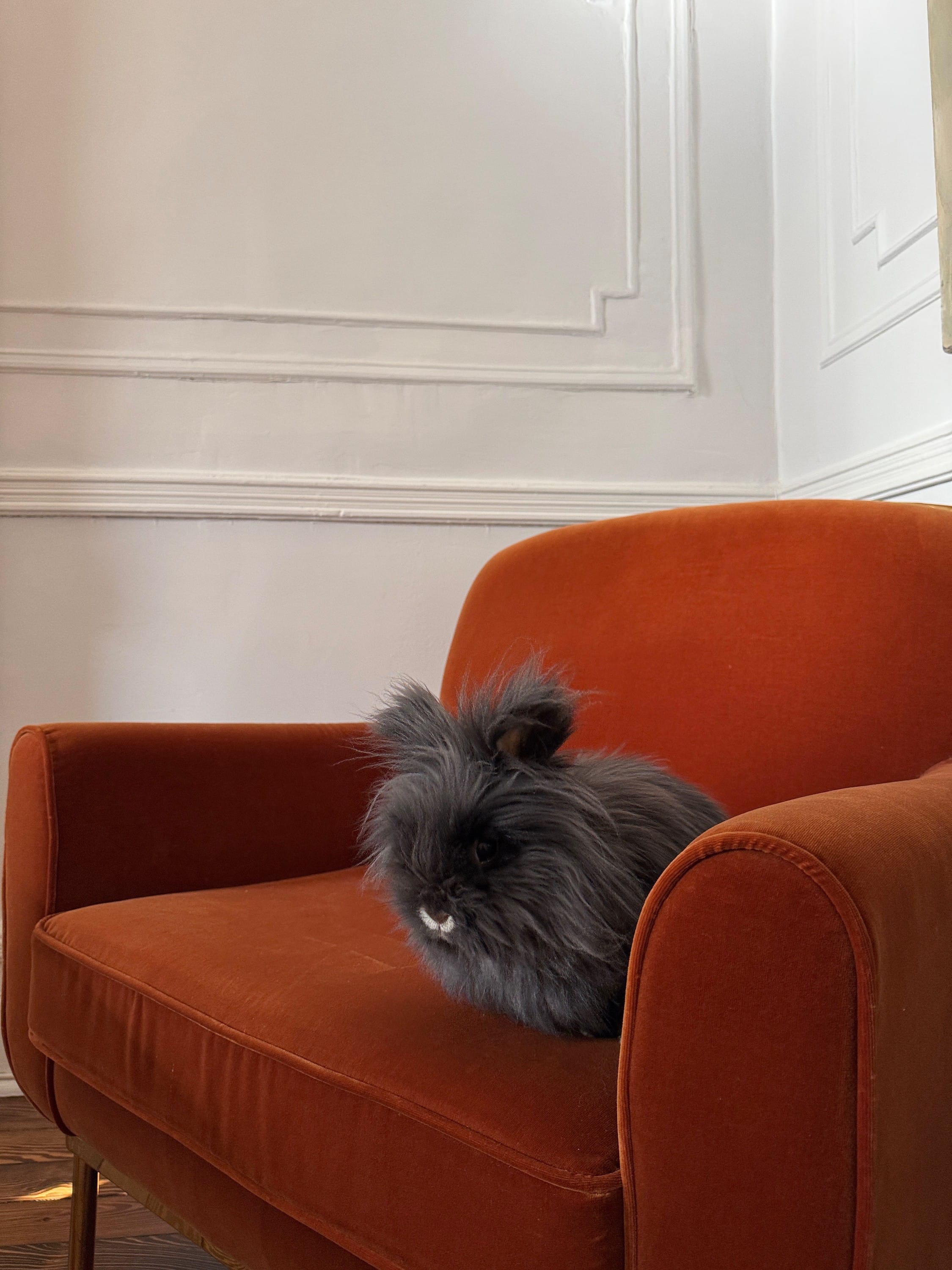 Lionhead Rabbits