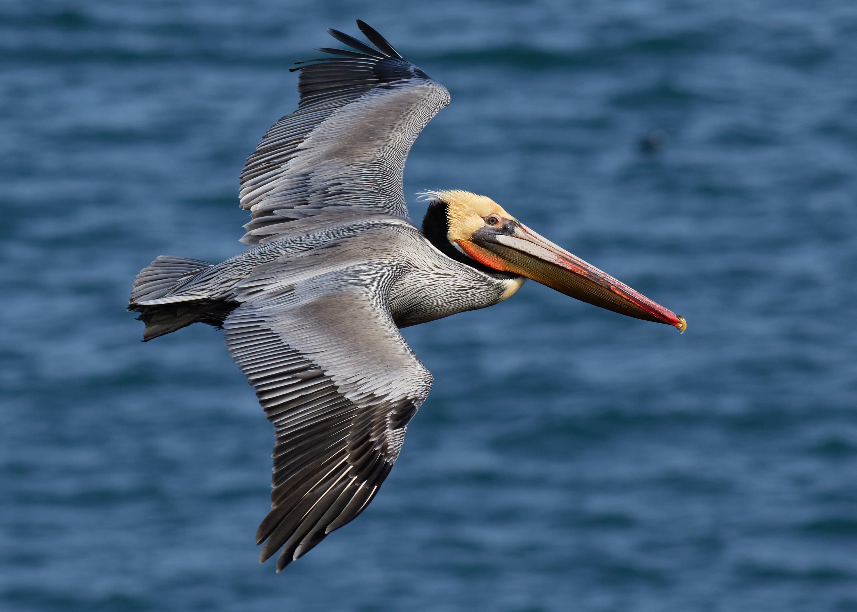 brown pelican