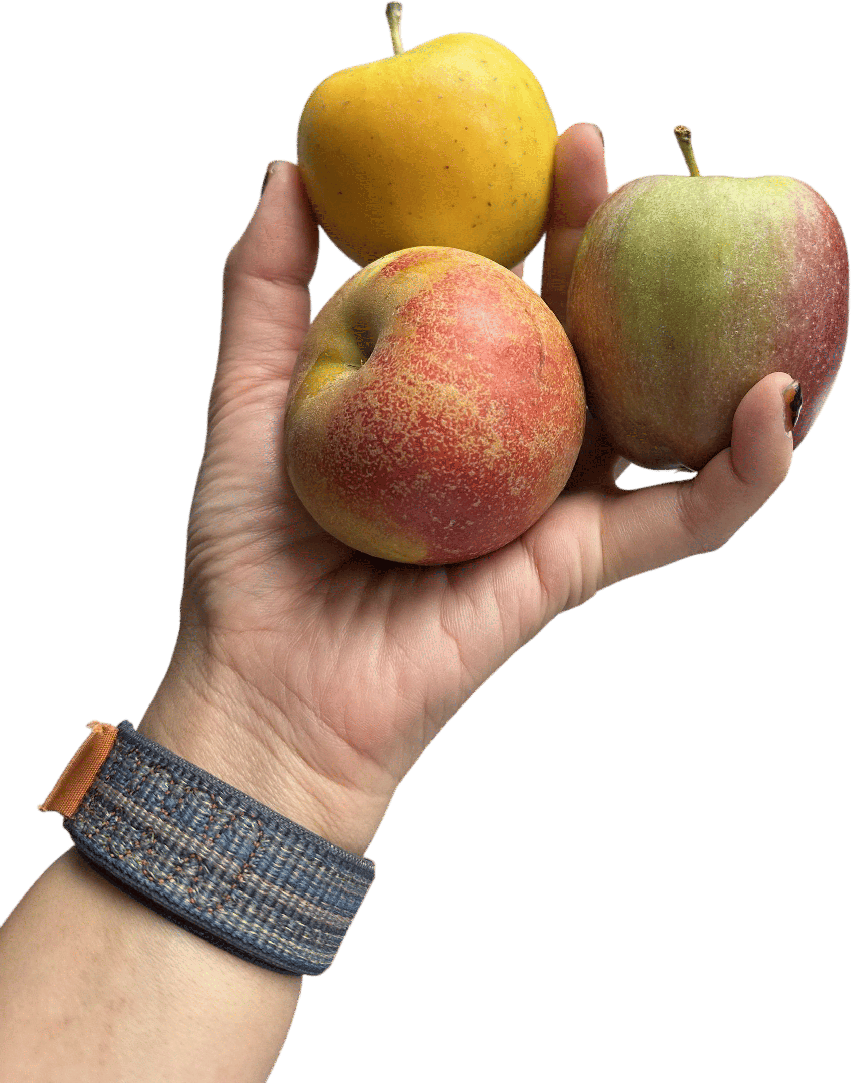 Turkey wrap + fruit + fun snacks
