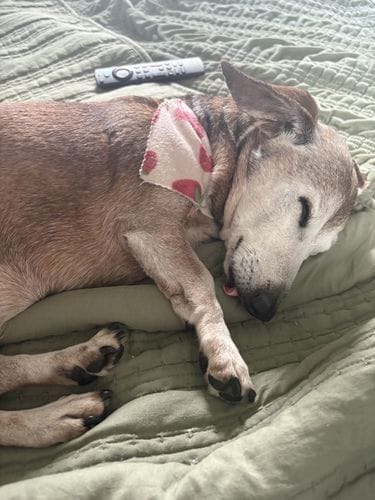 Adopt Senior