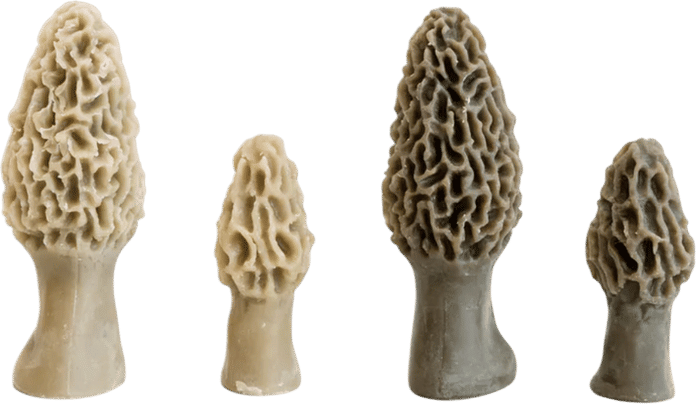 Morel Mushroom Beeswax Candle