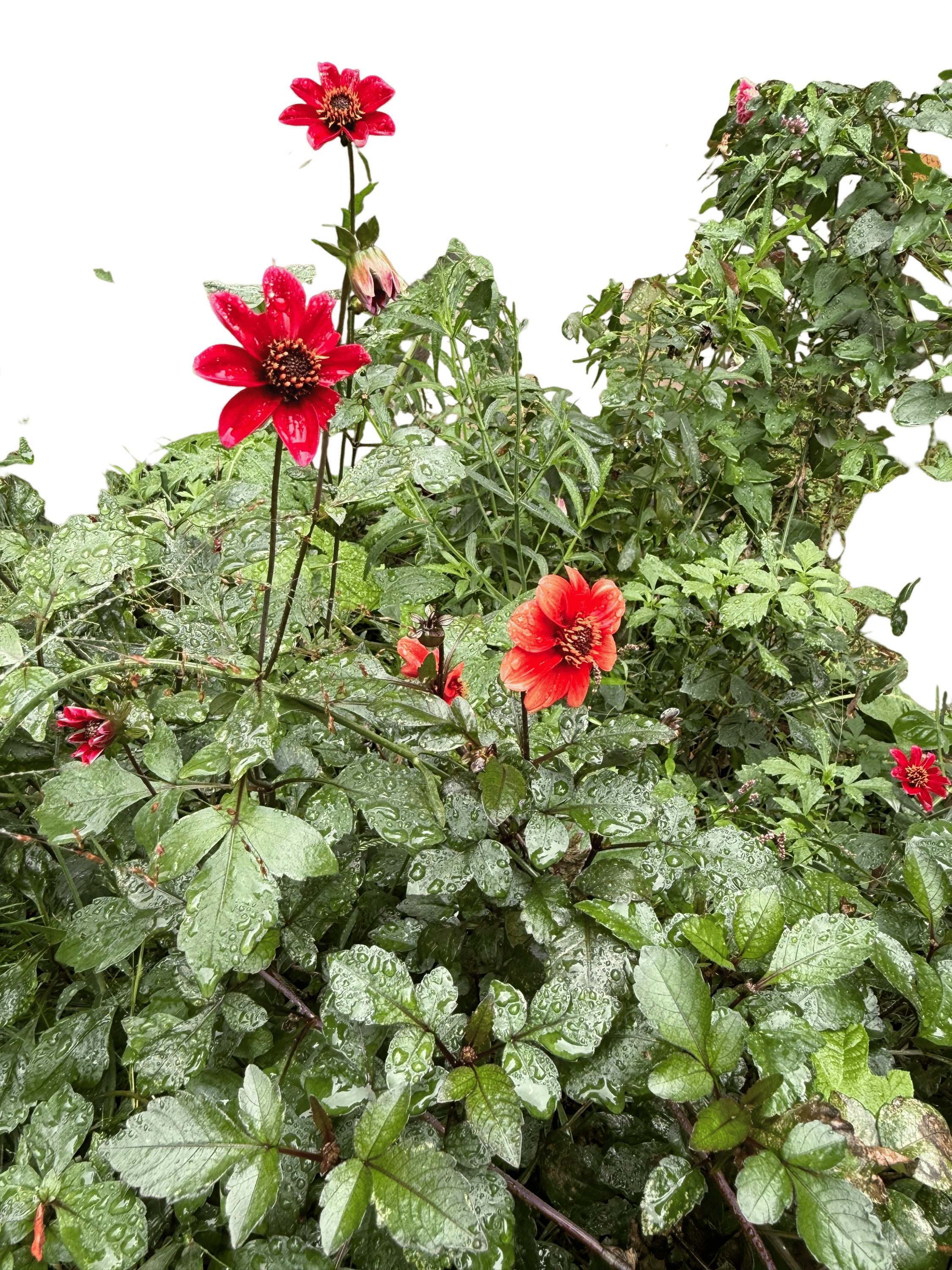 Growing Dahlias from Seed