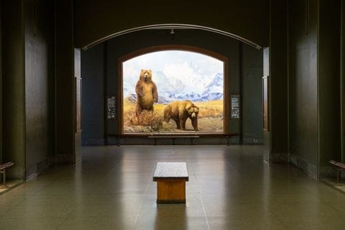 Natural History Museum New York