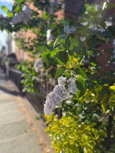 My Brooklyn